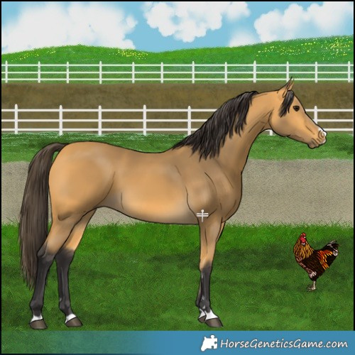 Horse Color:Buckskin 