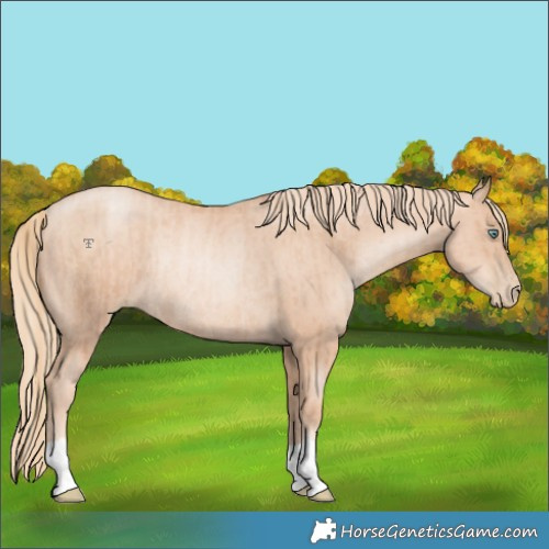 Horse Color:Gold Champagne Pearl Rabicano  and Gold Champagne Pearl Rabicano 