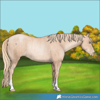 Horse Color:Gold Champagne Pearl Rabicano and Gold Champagne Pearl Rabicano