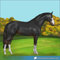 Horse Color:Gray Liver Chestnut