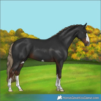 Horse Color:Gray Liver Chestnut