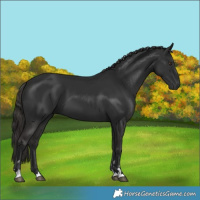 Horse Color:Gray Liver Chestnut