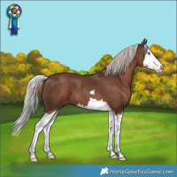 Horse Color:Silver Black Splash