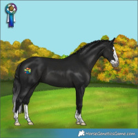 Horse Color:Gray Black Splash 