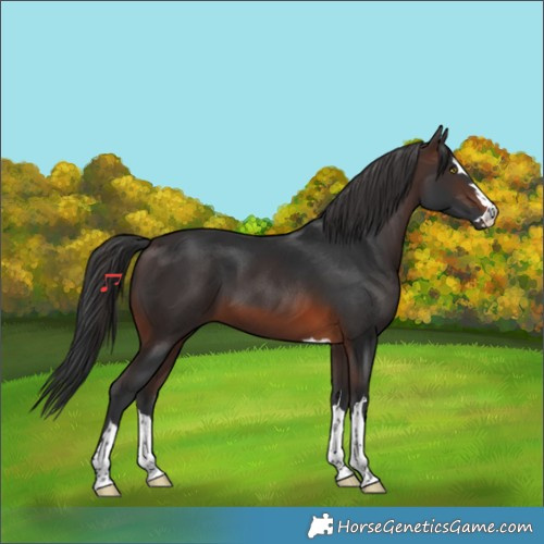 Horse Color:Brown 