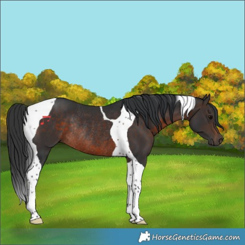 Horse Color:Brown Tobiano Rabicano 