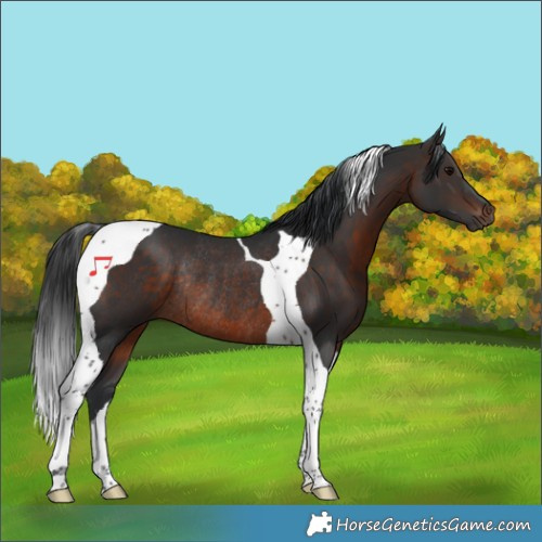 Horse Color:Brown Tobiano Rabicano 