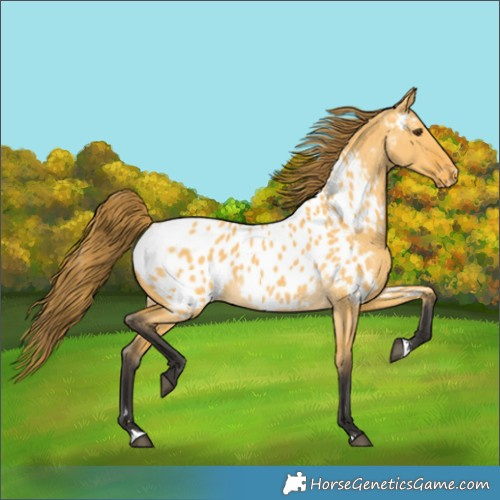 Horse Color:Buckskin Dun Appaloosa 