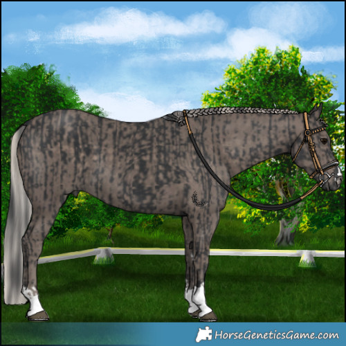 Horse Color:Black and Silver Black
