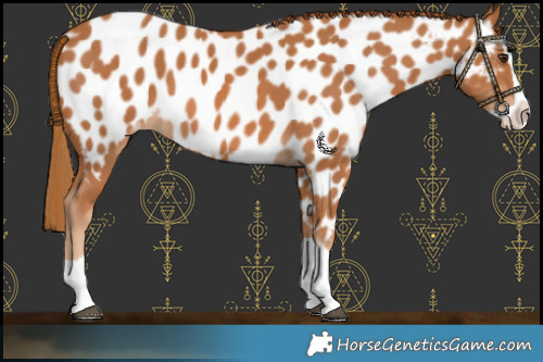 Horse Color:Chestnut Splash Near Leopard 