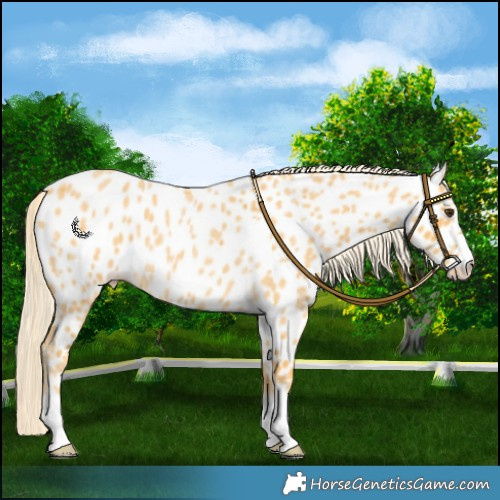 Horse Color:Palomino Roan Appaloosa 