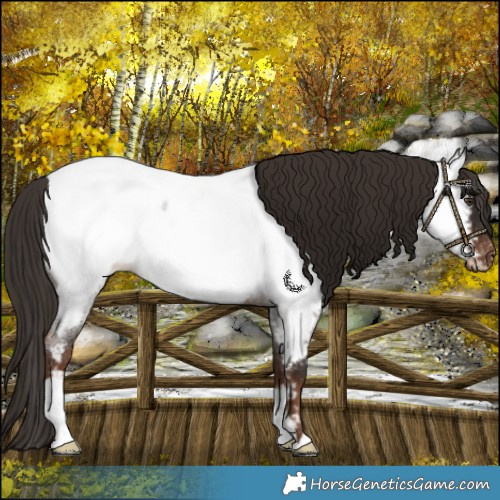 Horse Color:Liver Red Roan Near Fewspot