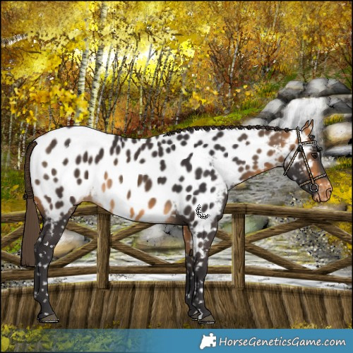 Horse Color:Buckskin Near Leopard 