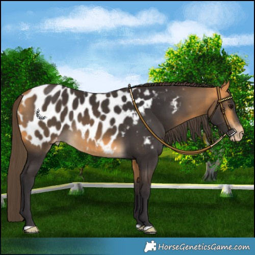 Horse Color:Buckskin Appaloosa 