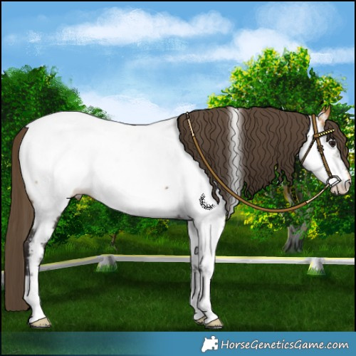 Horse Color:Buckskin Near Fewspot 