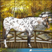 Horse Color:Buckskin Roan Near Leopard