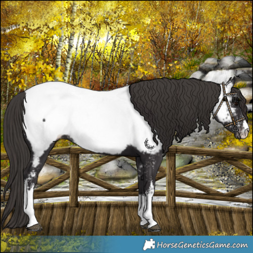 Horse Color:White Spotted Smoky Black Near Fewspot 