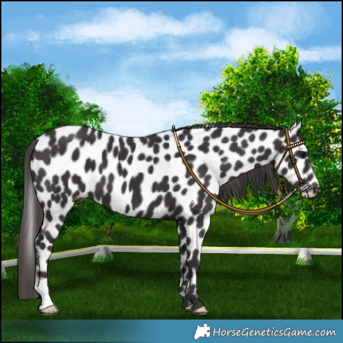 Horse Color:Smoky Black Leopard 