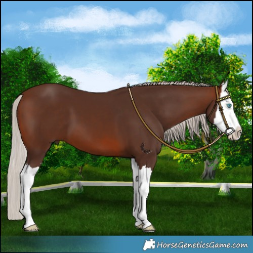 Horse Color:Silver Brown Splash
