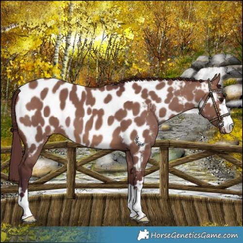 Horse Color:Chocolate Brown Dun Near Leopard