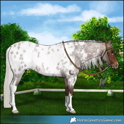Horse Color:White Spotted Silver Brown Roan Near Leopard 