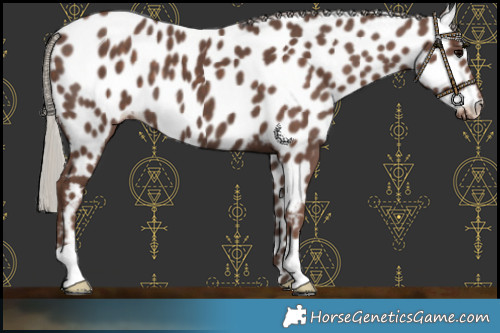 Horse Color:Silver Black Near Leopard