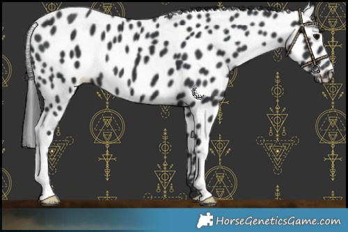 Horse Color:Black Leopard 