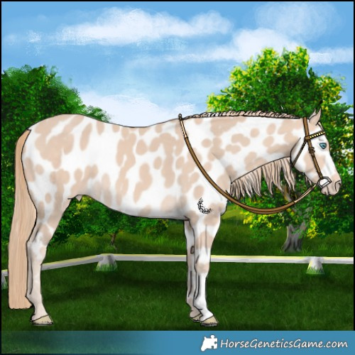 Horse Color:Perlino Near Leopard 