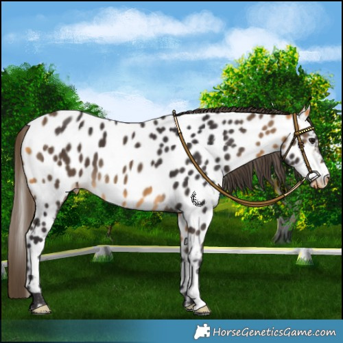 Horse Color:Buckskin Near Leopard 