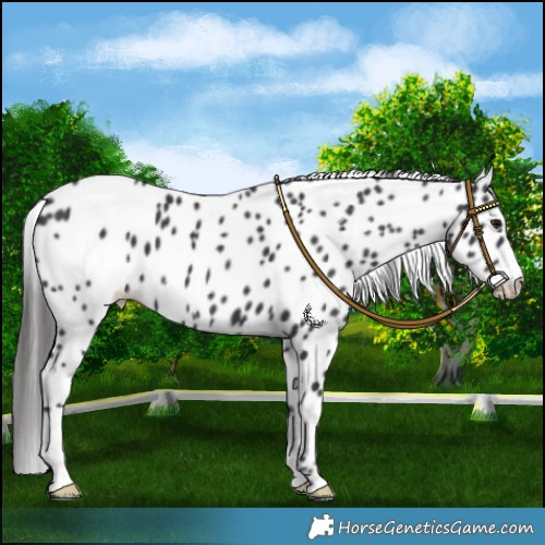 Horse Color:Smoky Black Leopard 