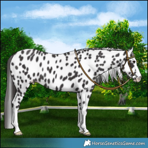 Horse Color:Smoky Black Leopard 