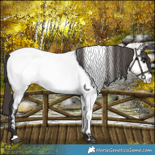 Horse Color:Smoky Black Near Fewspot 