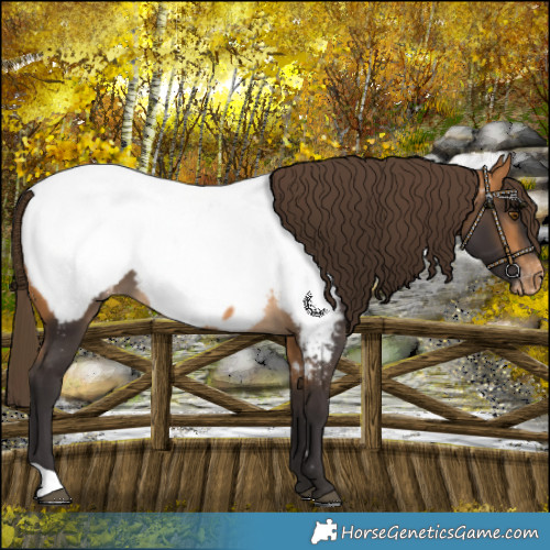 Horse Color:Buckskin Near Fewspot 