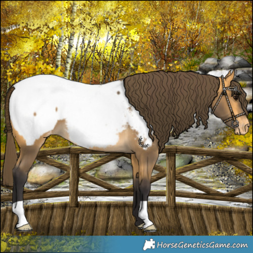 Horse Color:Buckskin Snowcap