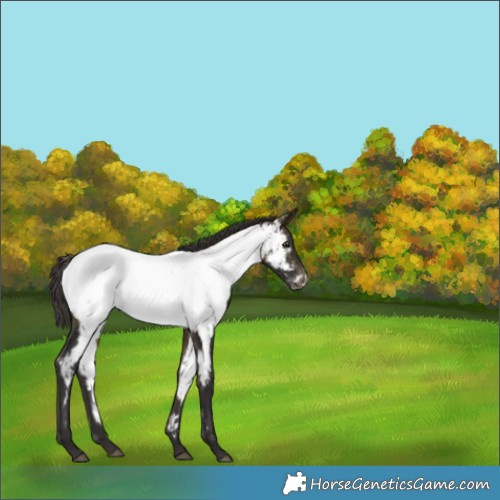 Horse Color:Buckskin Near Fewspot 