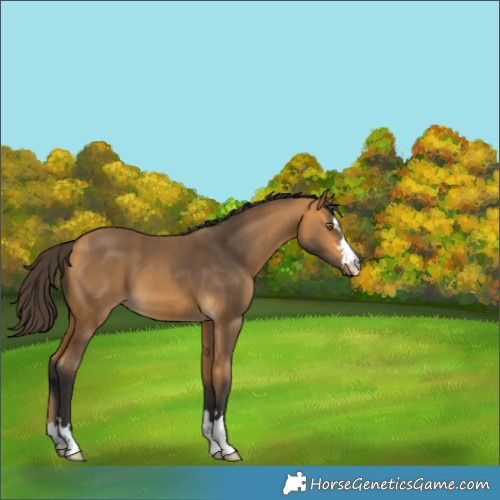 Horse Color:Buckskin 