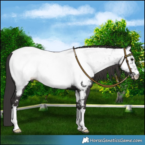 Horse Color:Smoky Black Near Fewspot