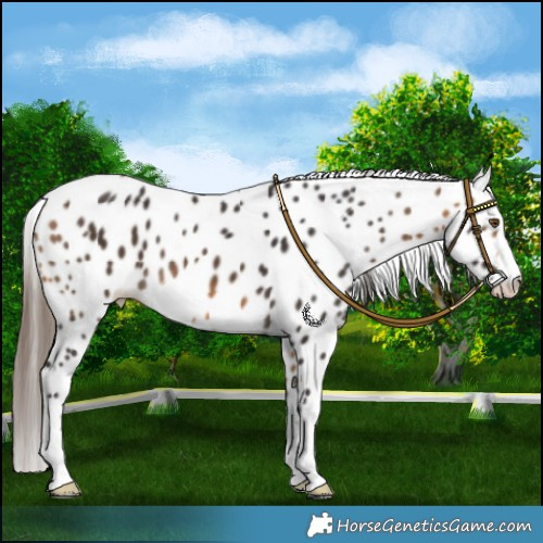 Horse Color:Buckskin Leopard