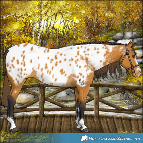 Horse Color:Buckskin Blanket