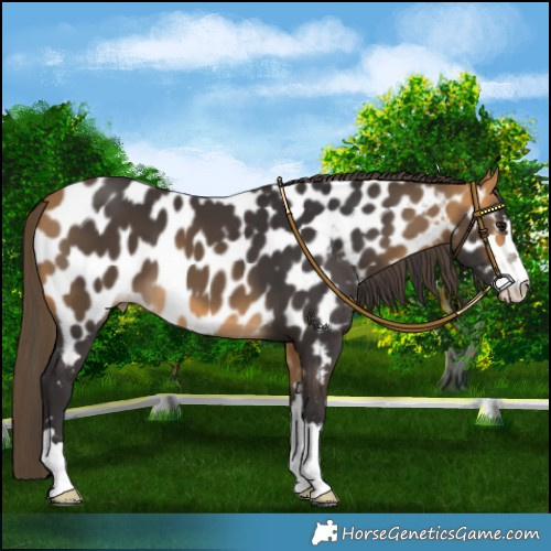 Horse Color:Buckskin Near Leopard 