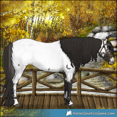 Horse Color:Buckskin Near Fewspot 