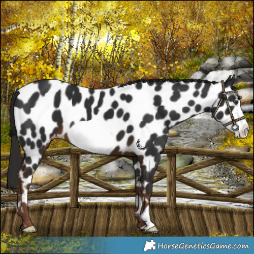 Horse Color:Liver Chestnut Frame Near Leopard