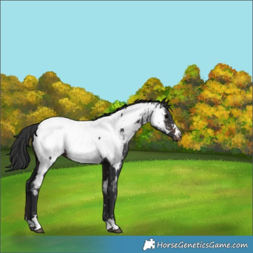 Horse Color:Brown Near Fewspot