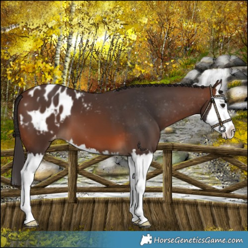 Horse Color:Brown Splash Blanket 