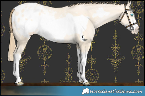 Horse Color:Buckskin Pearl Splash Frame Blanket 