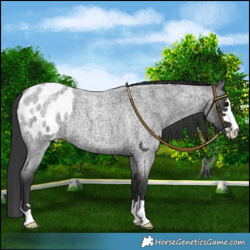Horse Color:Blue Roan Blanket 