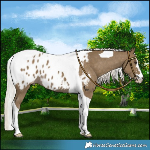 Horse Color:Silver Smoky Black Tobiano Blanket