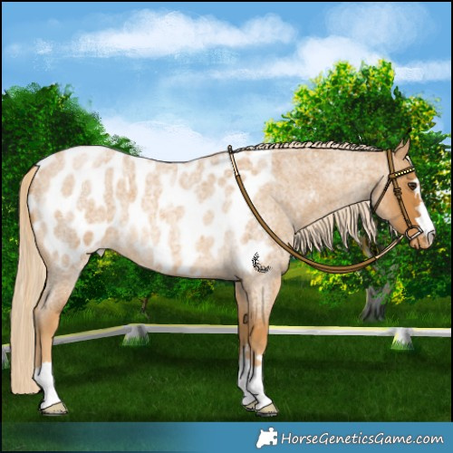 Horse Color:Palomino Roan Blanket 