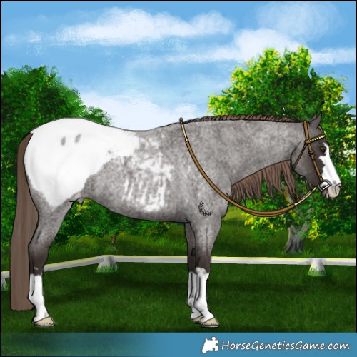 Horse Color:Liver Red Roan Snowcap