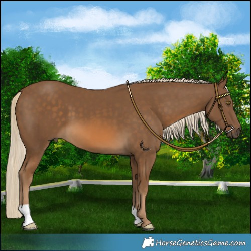 Horse Color:Chocolate Palomino